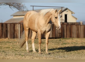 Quarter horse américain, Hongre, 10 Ans, 155 cm, Palomino