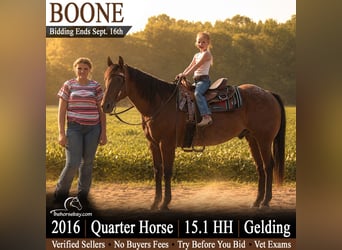 Quarter horse américain, Hongre, 10 Ans, 155 cm, Roan-Bay