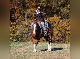 Quarter horse américain, Hongre, 10 Ans, 155 cm, Rouan Rouge