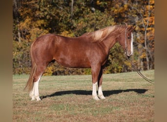 Quarter horse américain, Hongre, 10 Ans, 155 cm, Rouan Rouge