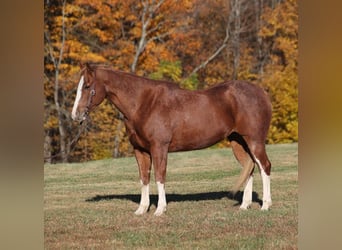 Quarter horse américain, Hongre, 10 Ans, 155 cm, Rouan Rouge