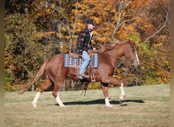 Quarter horse américain, Hongre, 10 Ans, 155 cm, Rouan Rouge