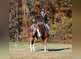 Quarter horse américain, Hongre, 10 Ans, 155 cm, Rouan Rouge