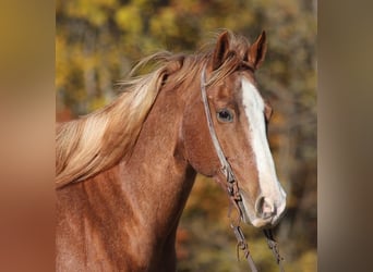 Quarter horse américain, Hongre, 10 Ans, 155 cm, Rouan Rouge