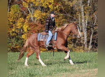 Quarter horse américain, Hongre, 10 Ans, 155 cm, Rouan Rouge