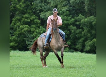 Quarter horse américain, Hongre, 10 Ans, 155 cm, Rouan Rouge