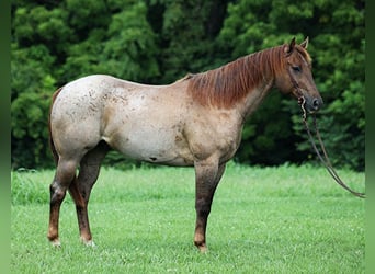 Quarter horse américain, Hongre, 10 Ans, 155 cm, Rouan Rouge