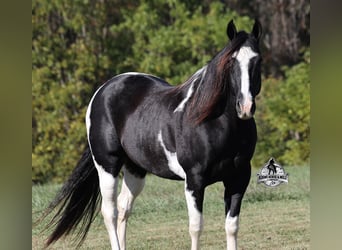 Quarter horse américain, Hongre, 10 Ans, 155 cm, Tobiano-toutes couleurs