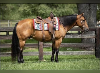 Quarter horse américain, Hongre, 10 Ans, 157 cm, Buckskin