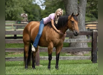 Quarter horse américain, Hongre, 10 Ans, 157 cm, Buckskin