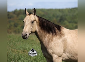 Quarter horse américain, Hongre, 10 Ans, 157 cm, Buckskin