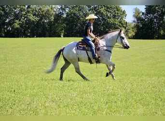 Quarter horse américain, Hongre, 10 Ans, 157 cm, Gris pommelé