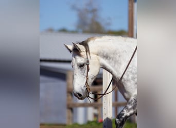 Quarter horse américain, Hongre, 10 Ans, 157 cm, Gris
