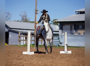 Quarter horse américain, Hongre, 10 Ans, 157 cm, Gris