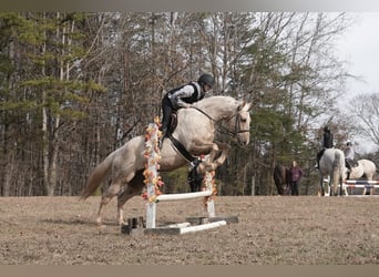 Quarter horse américain, Hongre, 10 Ans, 157 cm, Palomino