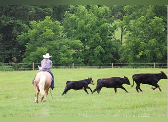 Quarter horse américain, Hongre, 10 Ans, 157 cm, Palomino