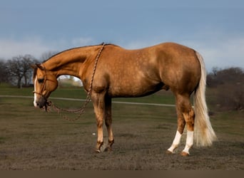 Quarter horse américain, Hongre, 10 Ans, 157 cm, Palomino