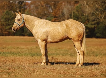 Quarter horse américain, Hongre, 10 Ans, 157 cm, Palomino