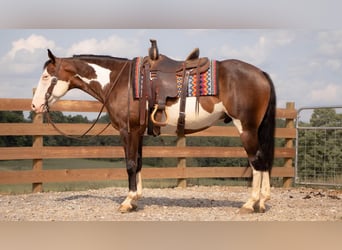 Quarter horse américain, Hongre, 10 Ans, 157 cm, Pinto