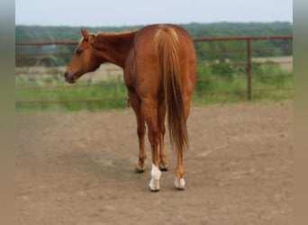 Quarter horse américain Croisé, Hongre, 10 Ans, 160 cm, Alezan cuivré