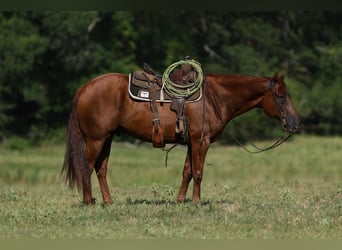 Quarter horse américain, Hongre, 10 Ans, 160 cm, Alezan cuivré