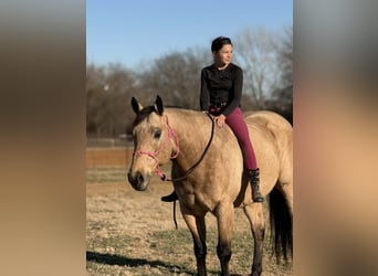 Quarter horse américain, Hongre, 10 Ans, 160 cm, Buckskin