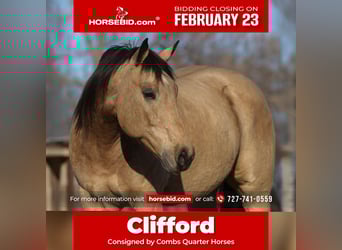 Quarter horse américain, Hongre, 10 Ans, 160 cm, Buckskin