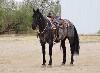 Quarter horse américain, Hongre, 10 Ans, 160 cm, Rouan Bleu