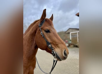 Quarter horse américain, Hongre, 10 Ans, 163 cm, Alezan