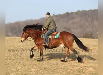 Quarter horse américain, Hongre, 10 Ans, 163 cm, Bai cerise