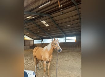 Quarter horse américain, Hongre, 10 Ans, 163 cm, Champagne