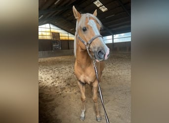Quarter horse américain, Hongre, 10 Ans, 163 cm, Champagne