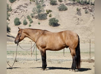 Quarter horse américain, Hongre, 10 Ans, 163 cm, Isabelle