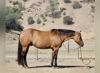 Quarter horse américain, Hongre, 10 Ans, 163 cm, Isabelle