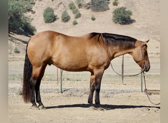 Quarter horse américain, Hongre, 10 Ans, 163 cm, Isabelle