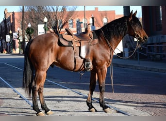 Quarter horse américain, Hongre, 10 Ans, 163 cm, Roan-Bay