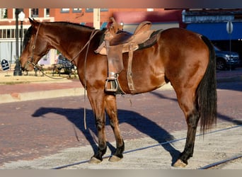 Quarter horse américain, Hongre, 10 Ans, 163 cm, Roan-Bay