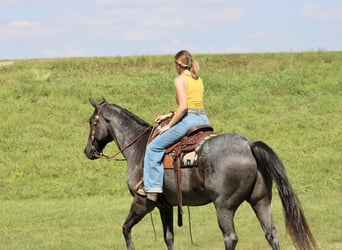 Quarter horse américain, Hongre, 10 Ans, 163 cm, Rouan Bleu