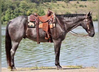 Quarter horse américain, Hongre, 10 Ans, 163 cm, Rouan Bleu