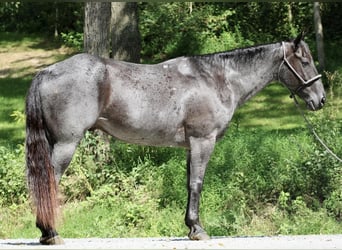 Quarter horse américain, Hongre, 10 Ans, 163 cm, Rouan Bleu