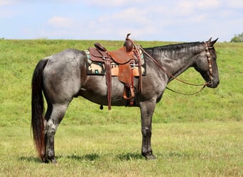 Quarter horse américain, Hongre, 10 Ans, 163 cm, Rouan Bleu