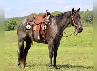Quarter horse américain, Hongre, 10 Ans, 163 cm, Rouan Bleu