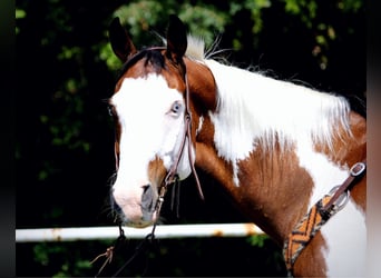 Quarter horse américain, Hongre, 10 Ans, 163 cm, Tobiano-toutes couleurs