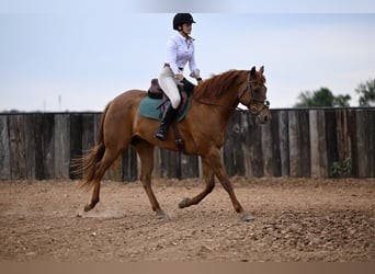 Quarter horse américain, Hongre, 10 Ans, 165 cm, Alezan cuivré