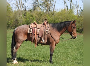 Quarter horse américain, Hongre, 10 Ans, 165 cm, Bai cerise