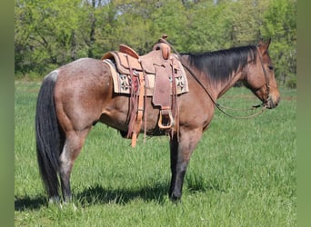 Quarter horse américain, Hongre, 10 Ans, 165 cm, Roan-Bay