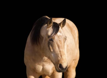 Quarter horse américain, Hongre, 10 Ans, Alezan brûlé