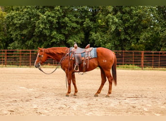 Quarter horse américain, Hongre, 10 Ans, Alezan cuivré