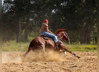 Quarter horse américain, Hongre, 10 Ans, Alezan cuivré