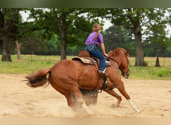 Quarter horse américain, Hongre, 10 Ans, Alezan cuivré